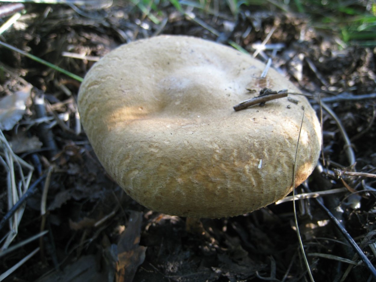 Гриб волнушка съедобный