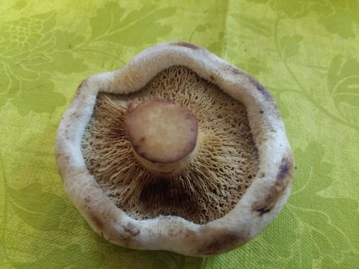 Грибы в Липецкой области сейчас