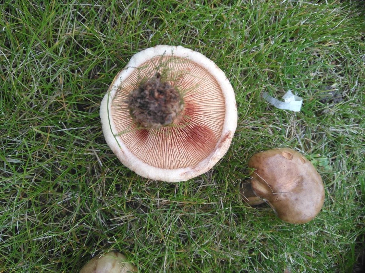 Млечник Рыжик гриб