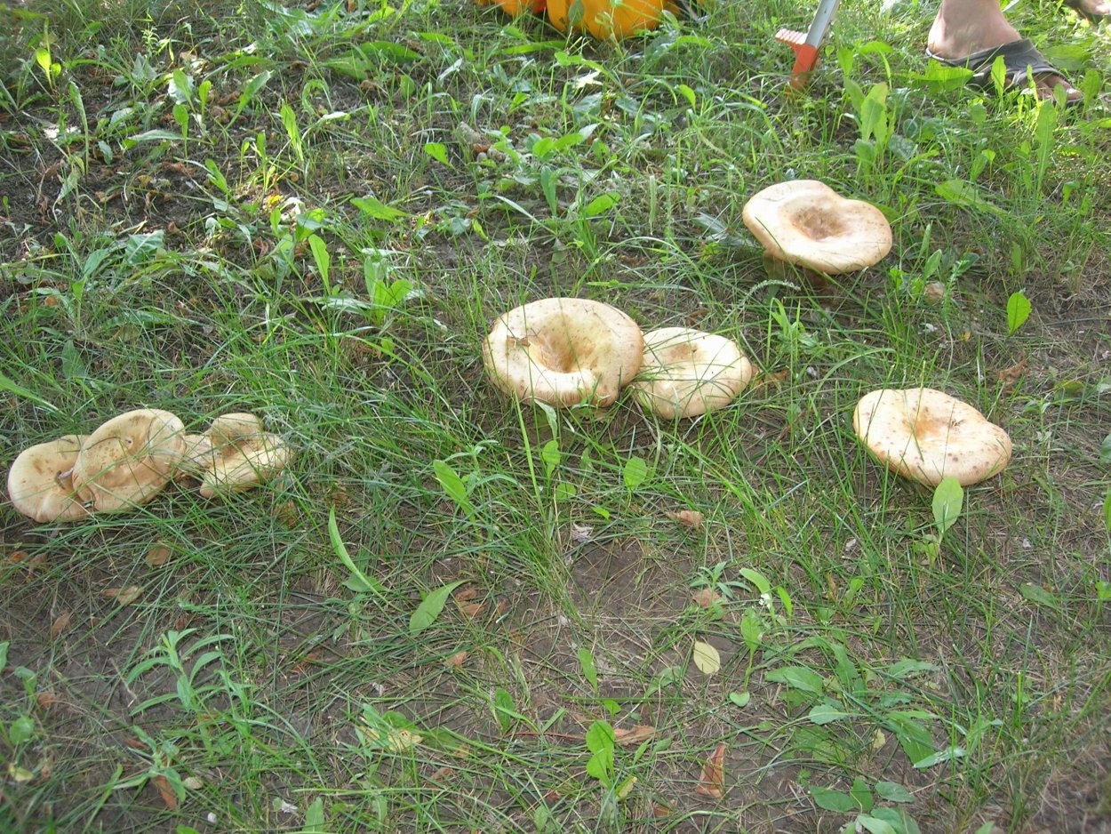 Грибы волнушки свинушки