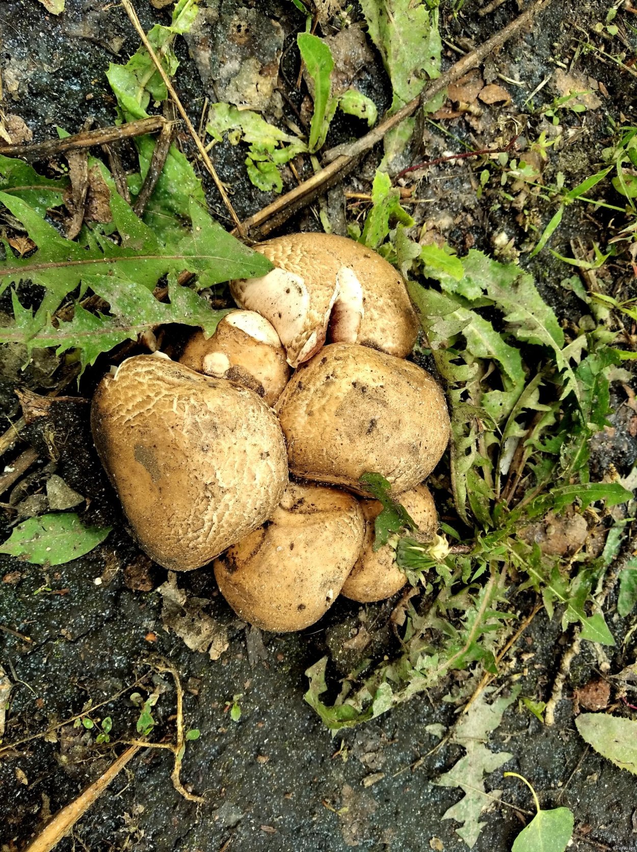 Свинушки чернушки грибы