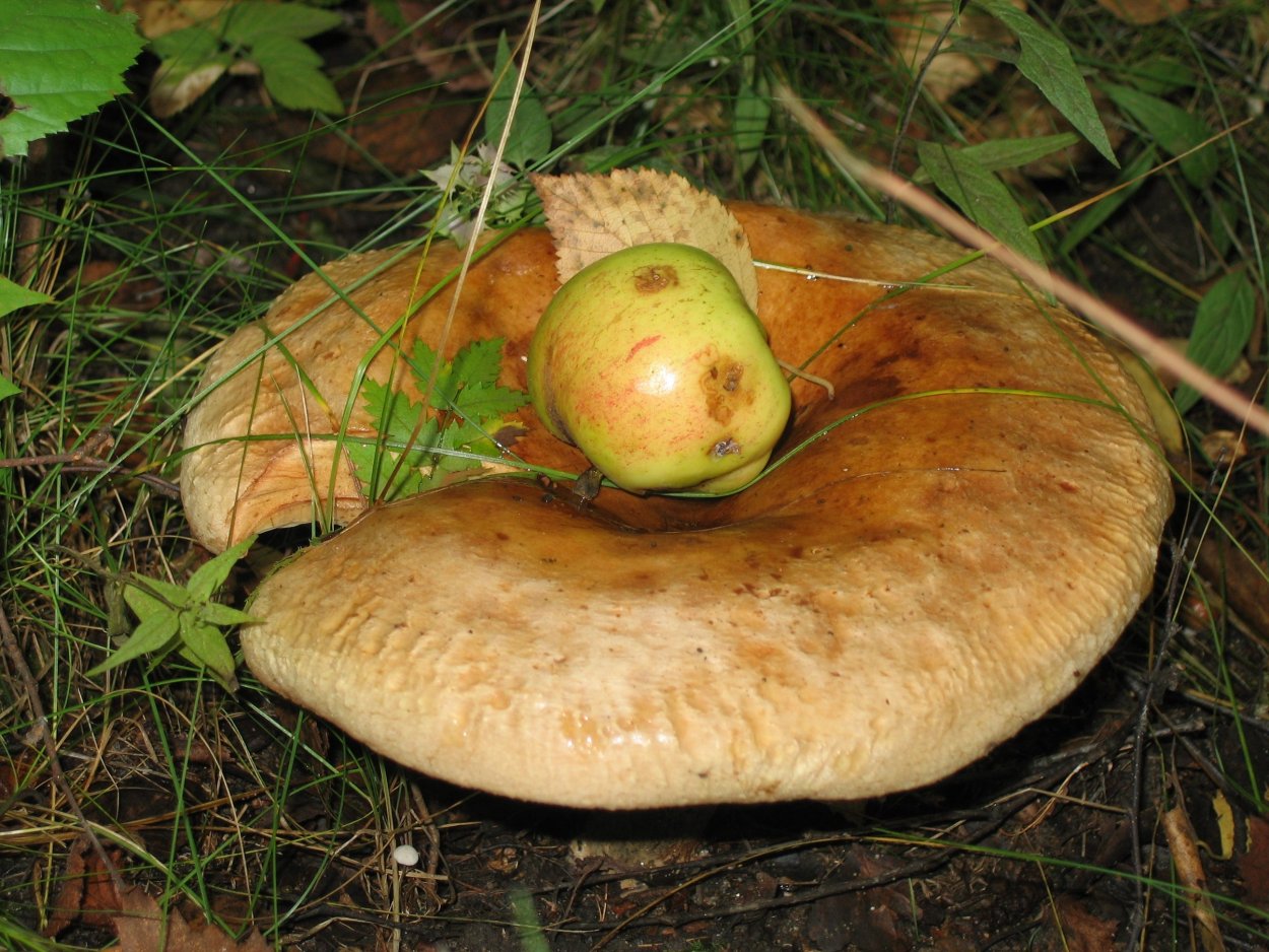 Грибы волнушки свинушки