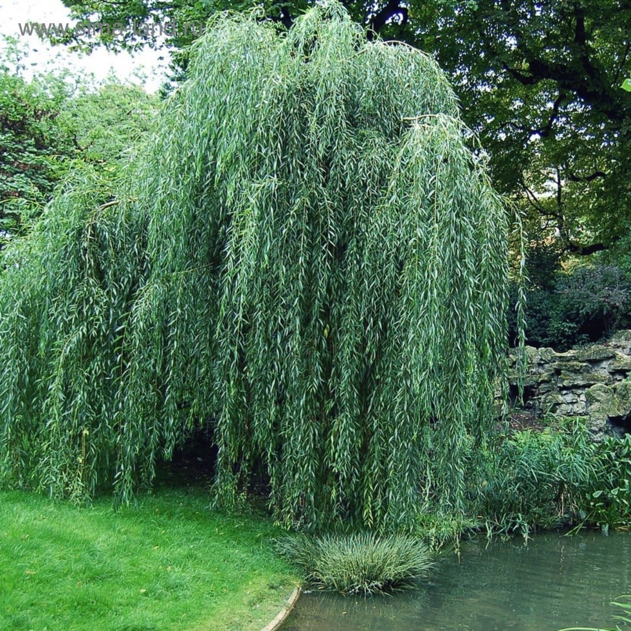 Ива плетеная датские корни