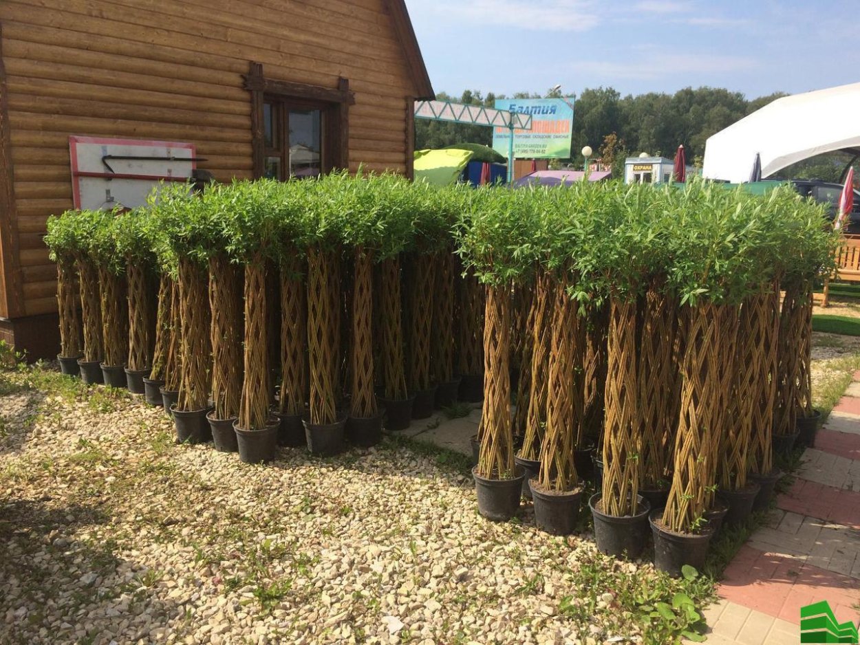 Штамбовая Ива Хакуро нишики