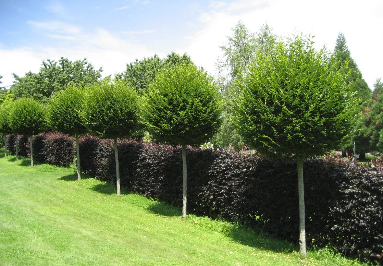 Cedrus Atlantica glauca pendula