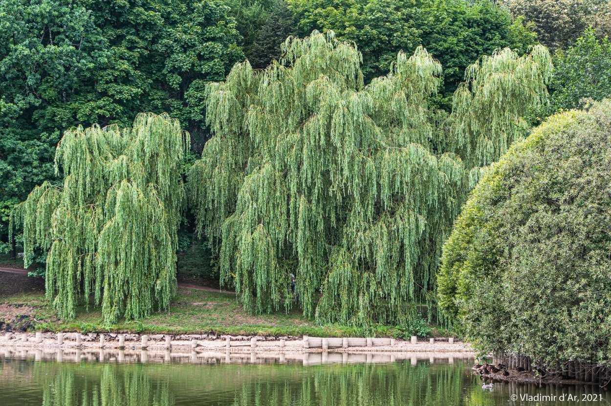 Вяз мелколистный карагач