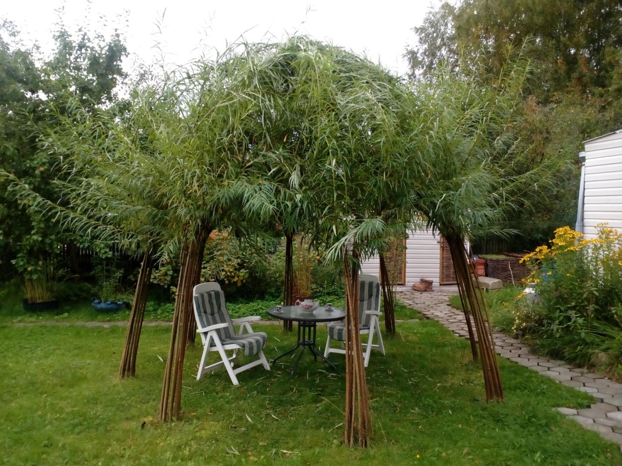 Ива пурпурная Пендула