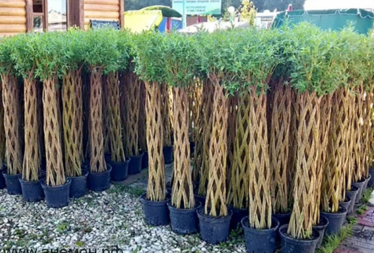 Дерен Элегантиссима осенью