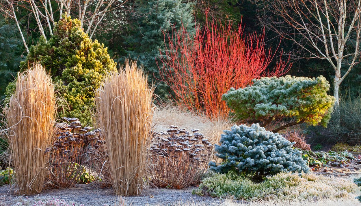 Ирга Ламарка ниваки