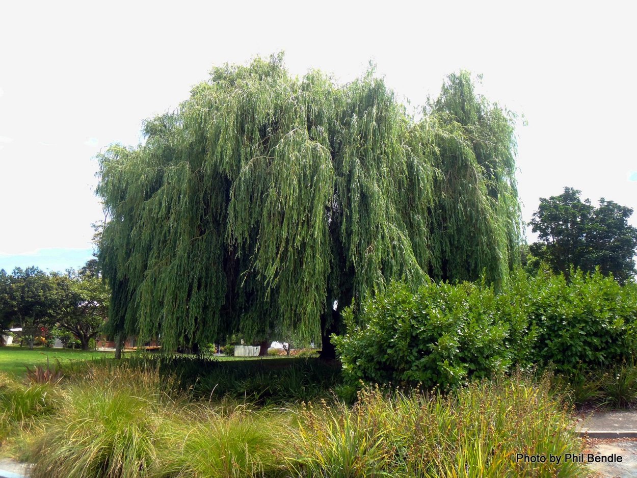 Ива японская плакучая розовая
