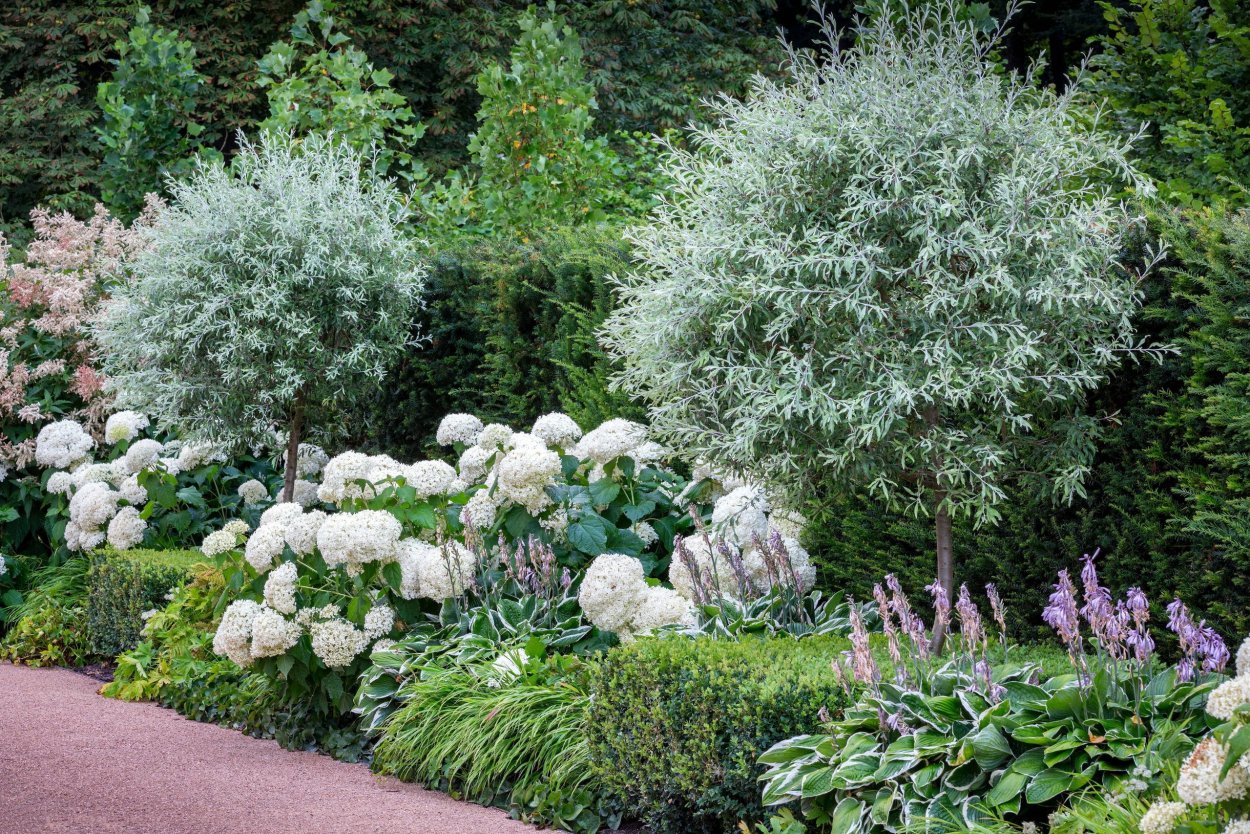 Дерен, скумпия, туя, Ива