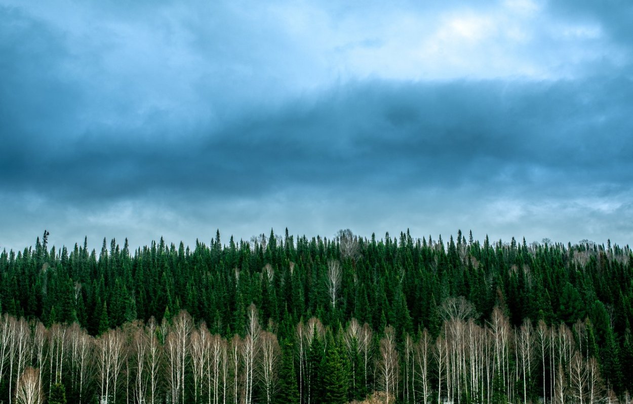 Лес на горизонте