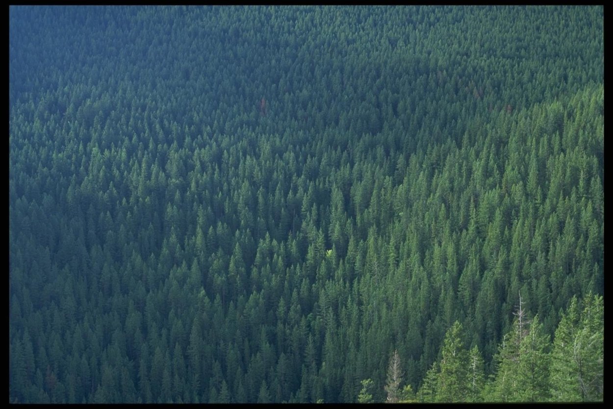 Лес издалека