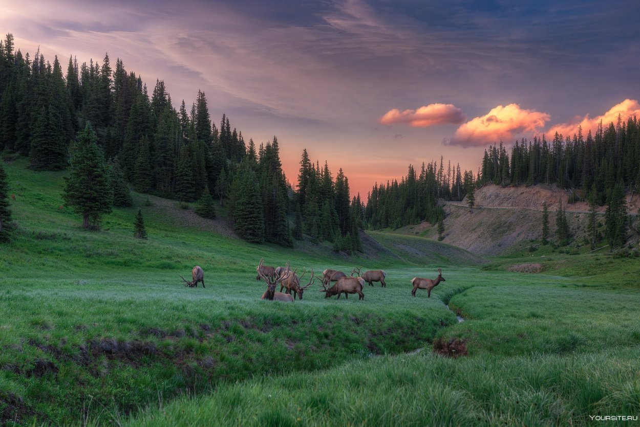 Луг в тайге