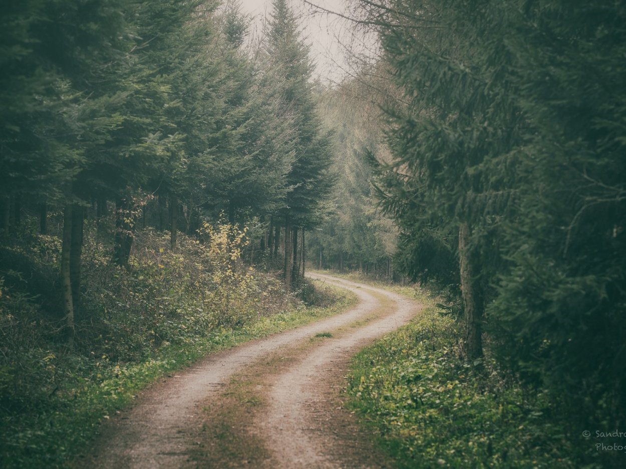 Лесная дорога