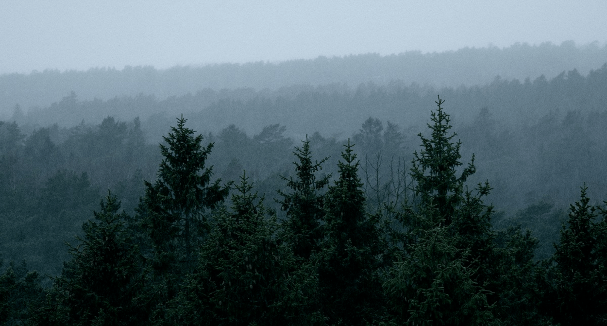 Густой лес вдалеке