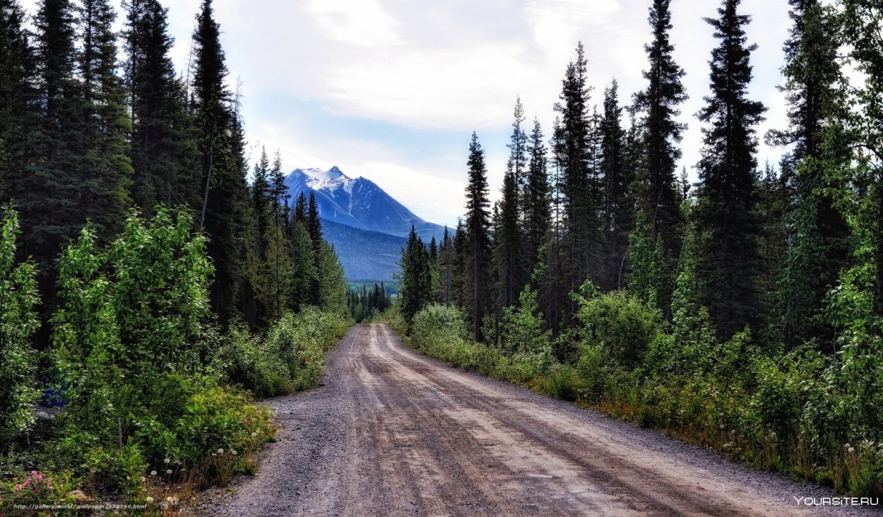 Лес вдоль дороги