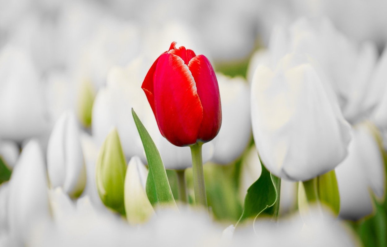 Красно белые тюльпаны