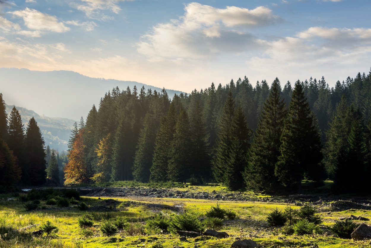Лесной пейзаж