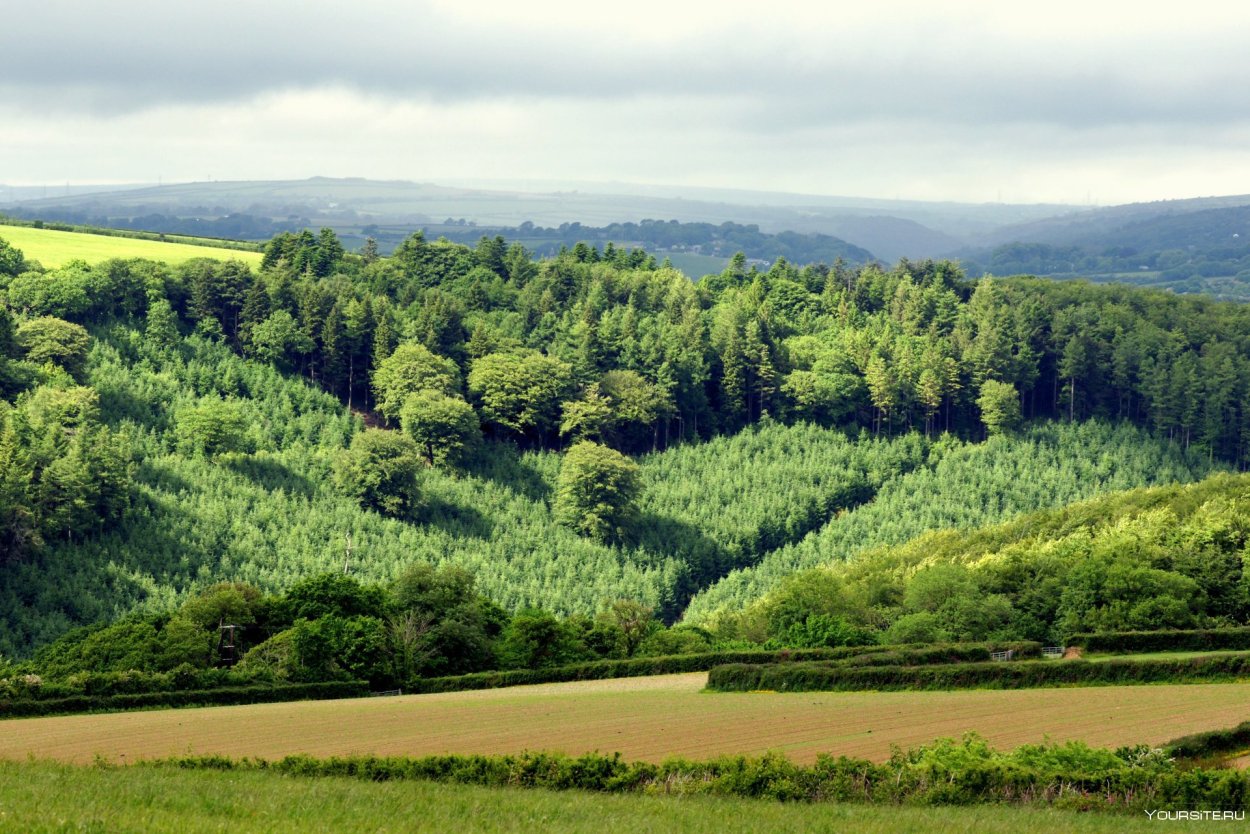 Леса Венгрии Равнинный лес
