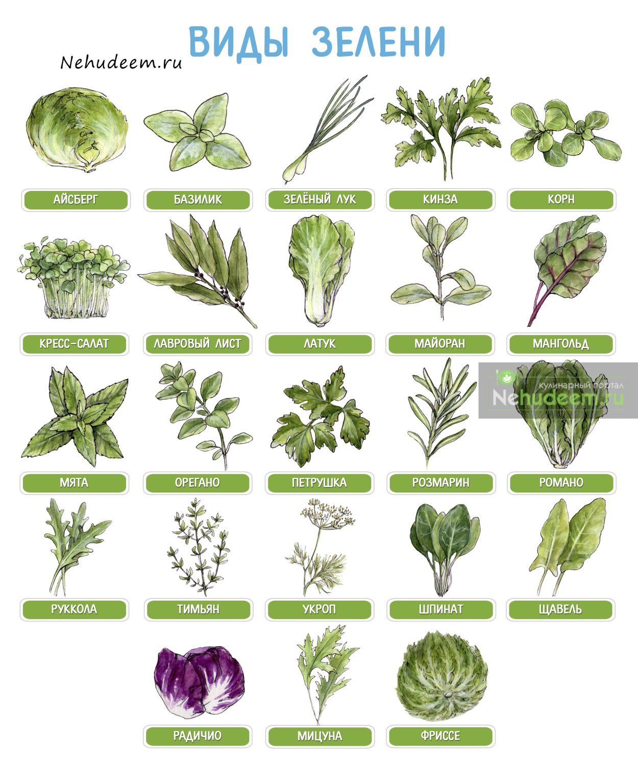 Базилик шалфей орегано майоран розмарин