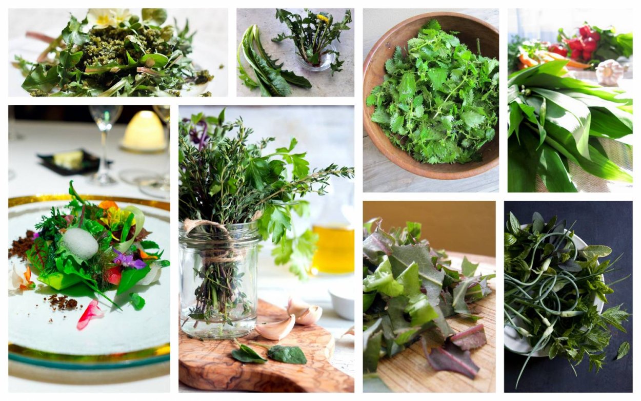 Шпинат Матадор