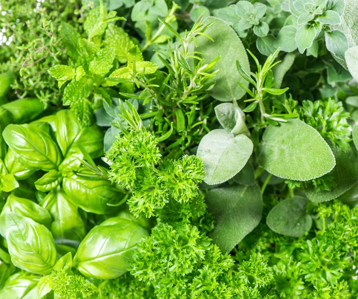 Зелень для салатов названия