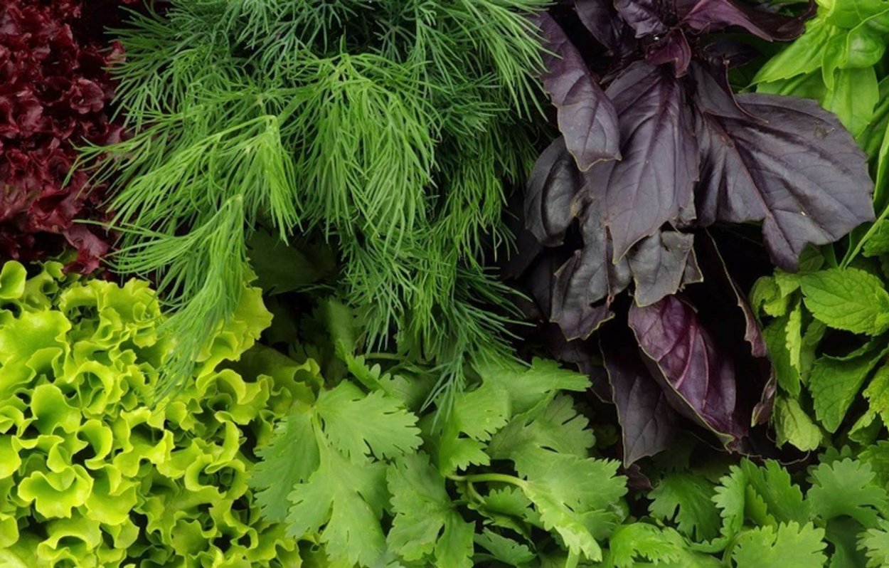 Огородная зелень