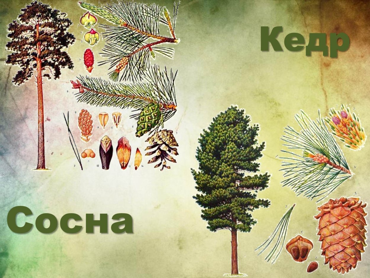Кедровая сосна и кедр отличия