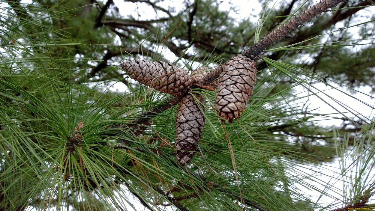 Хвоя кедра Сибирского