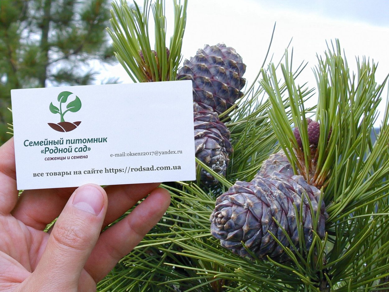 Ель пихта кедр