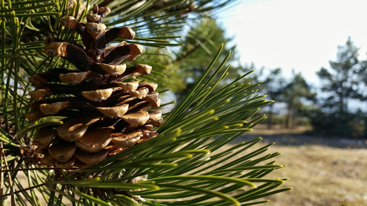 Сосна Сибирская кедр Сибирский
