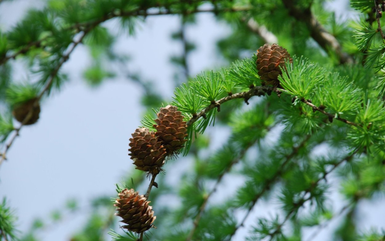 Кедр Пинус Сибирика