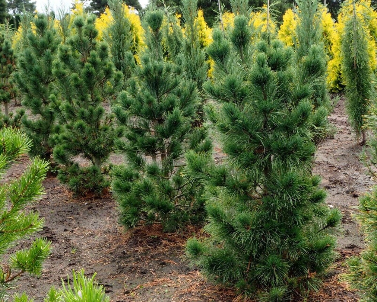 Кедр Сибирский Pinus sibirica