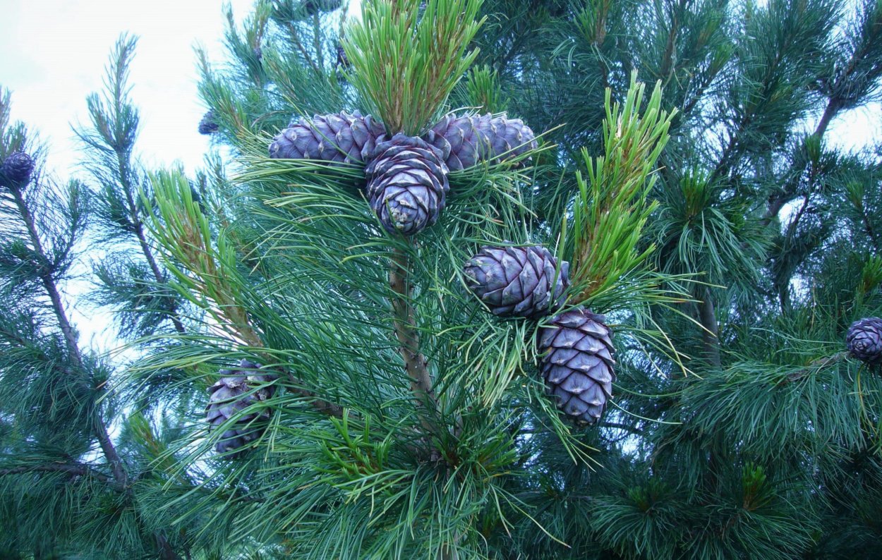 Сосна Кедровая европейская Pinus Cembra