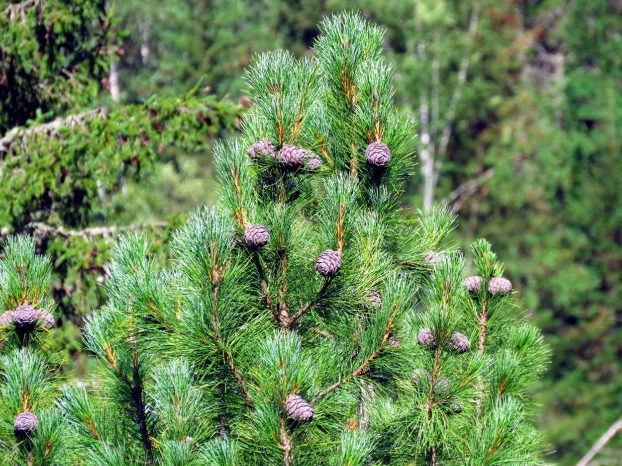 Сибирский стланик Кедровый