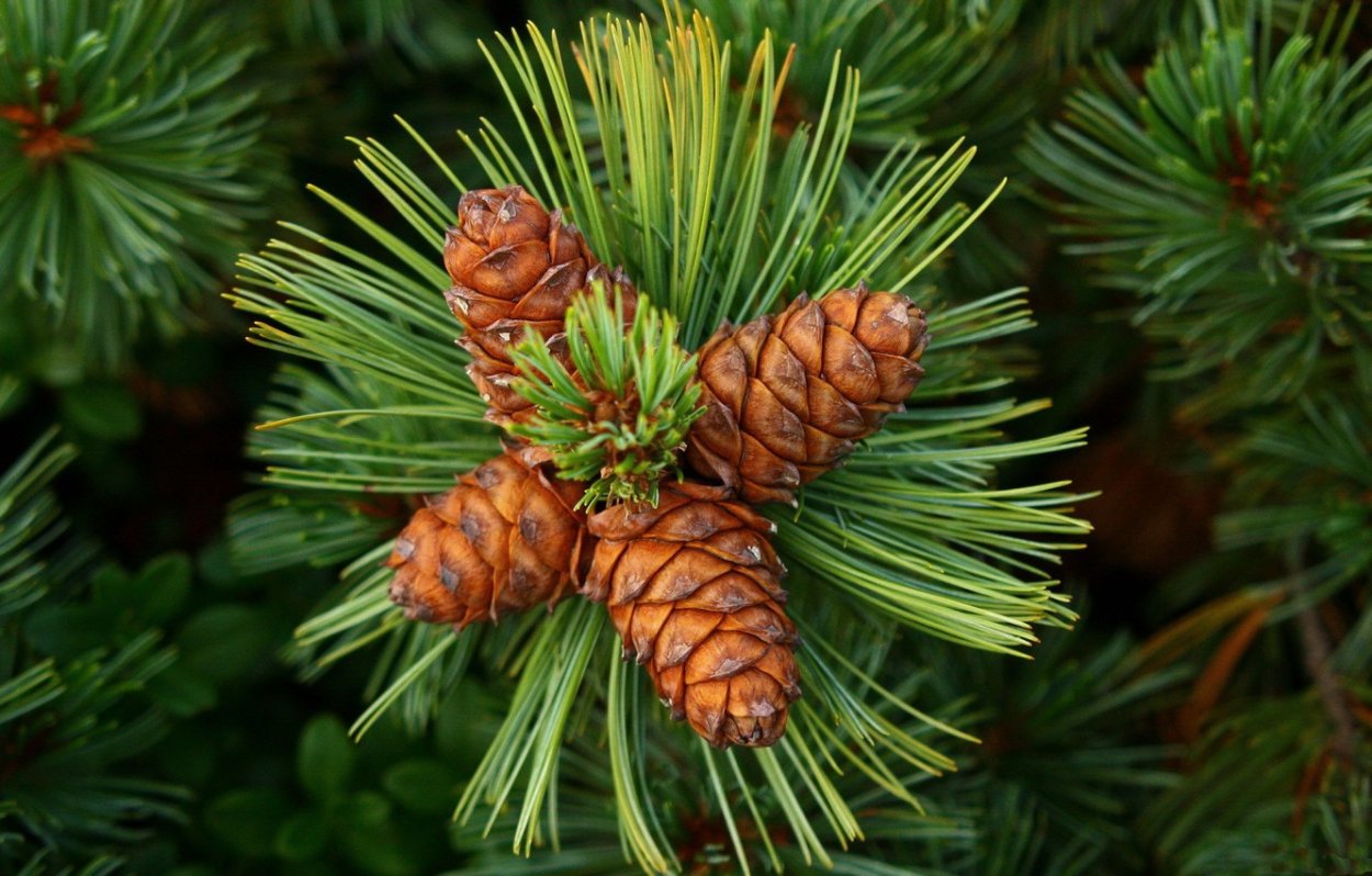 Сосна Сибирская (Pinus Sylvestris)