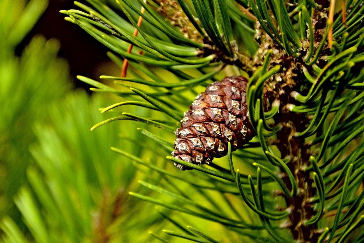 Сосна Сибирская кедр Сибирский