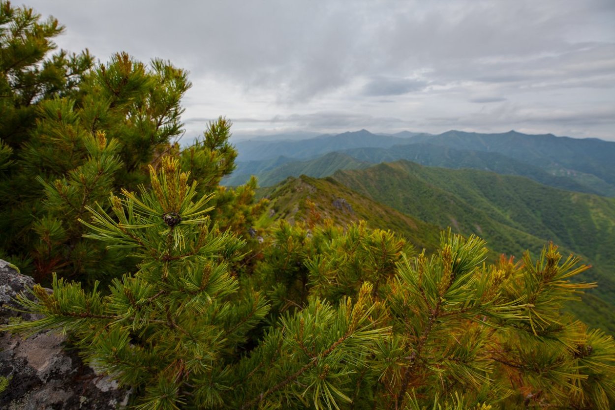 Pinus nigra шишки