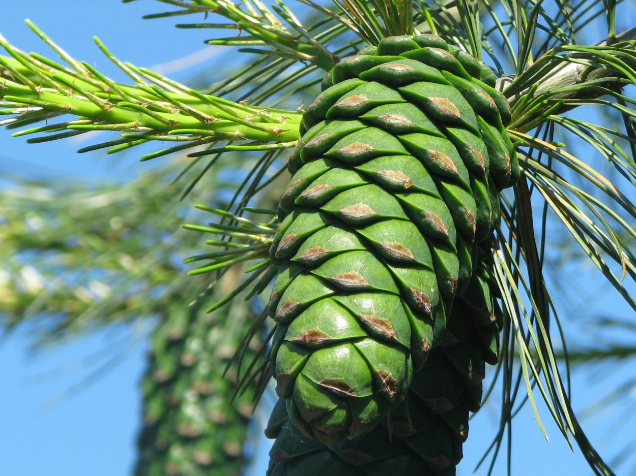 Кедр Даурский