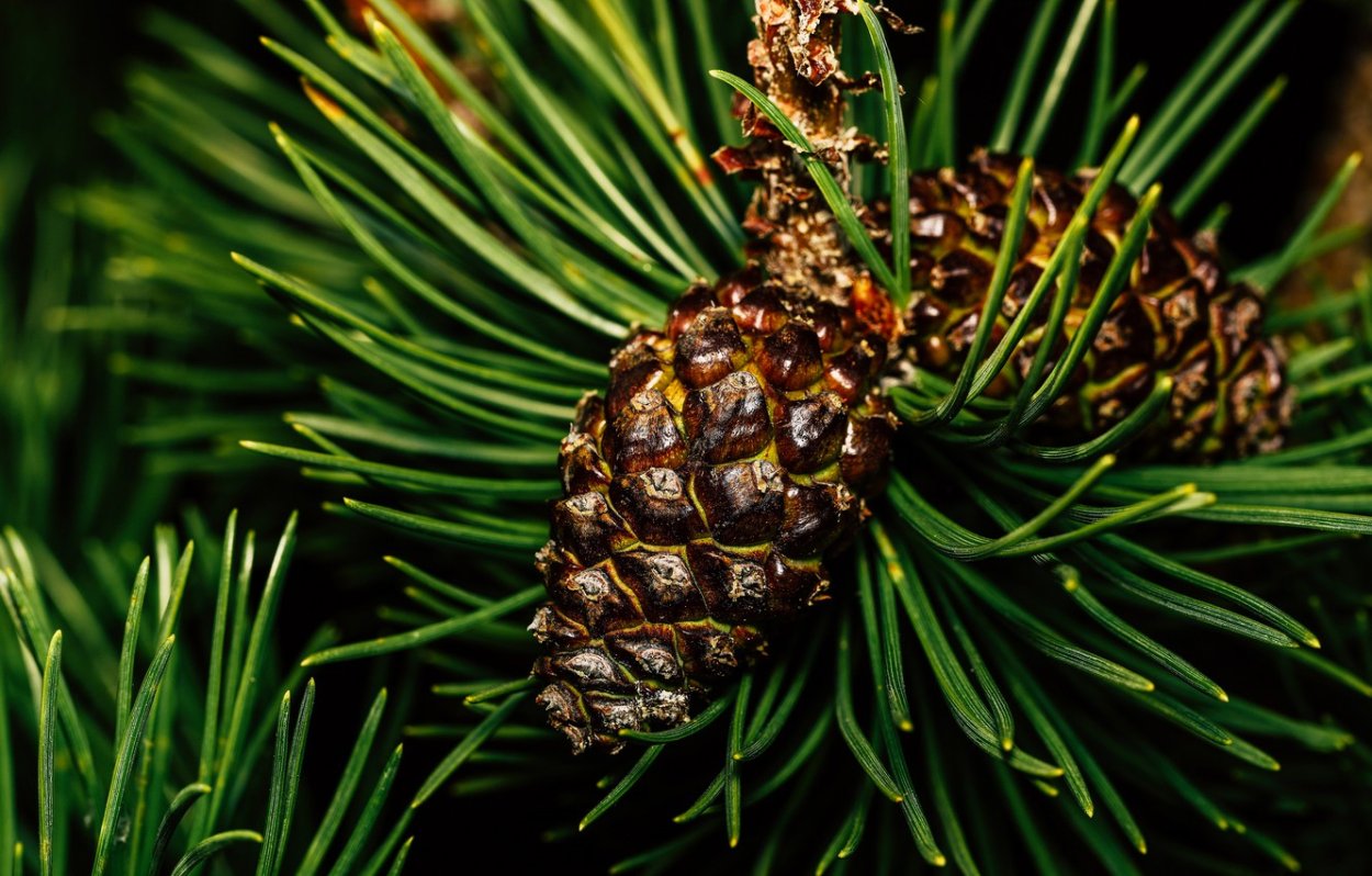 Кедровый стланик Глаука