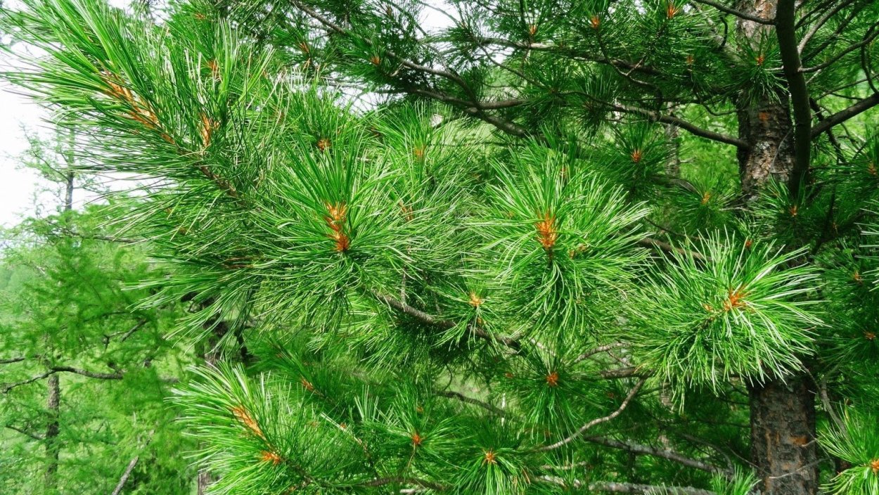 Сибирский кедр Сибирская пихта