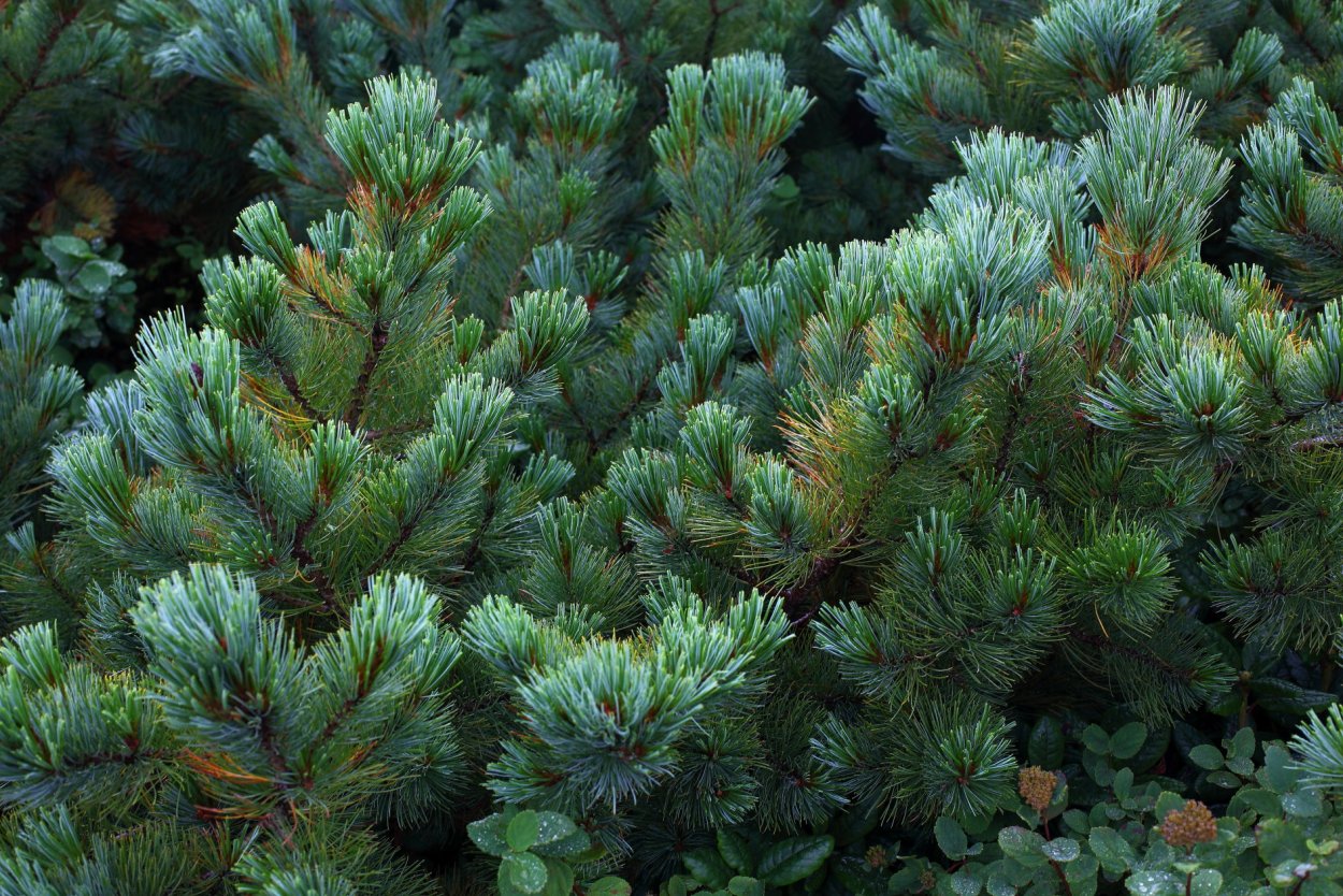 Кедровый стланик glauca