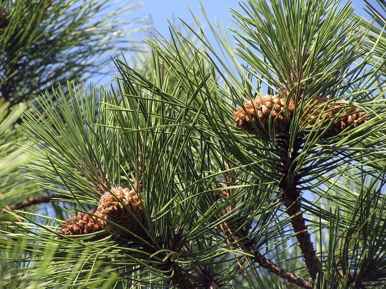 Кедр Гималайский шишки