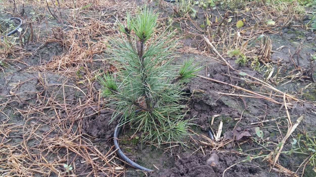 Сосна Кедровый стланик шишки