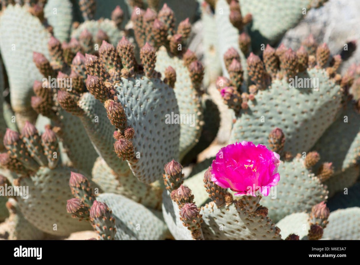 Opuntia (Prickly Pear