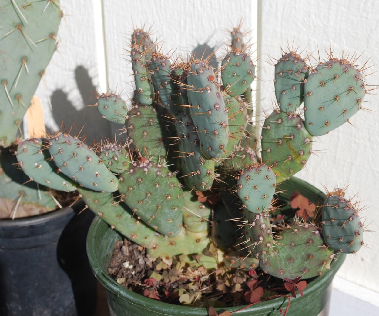 Опунция Росток