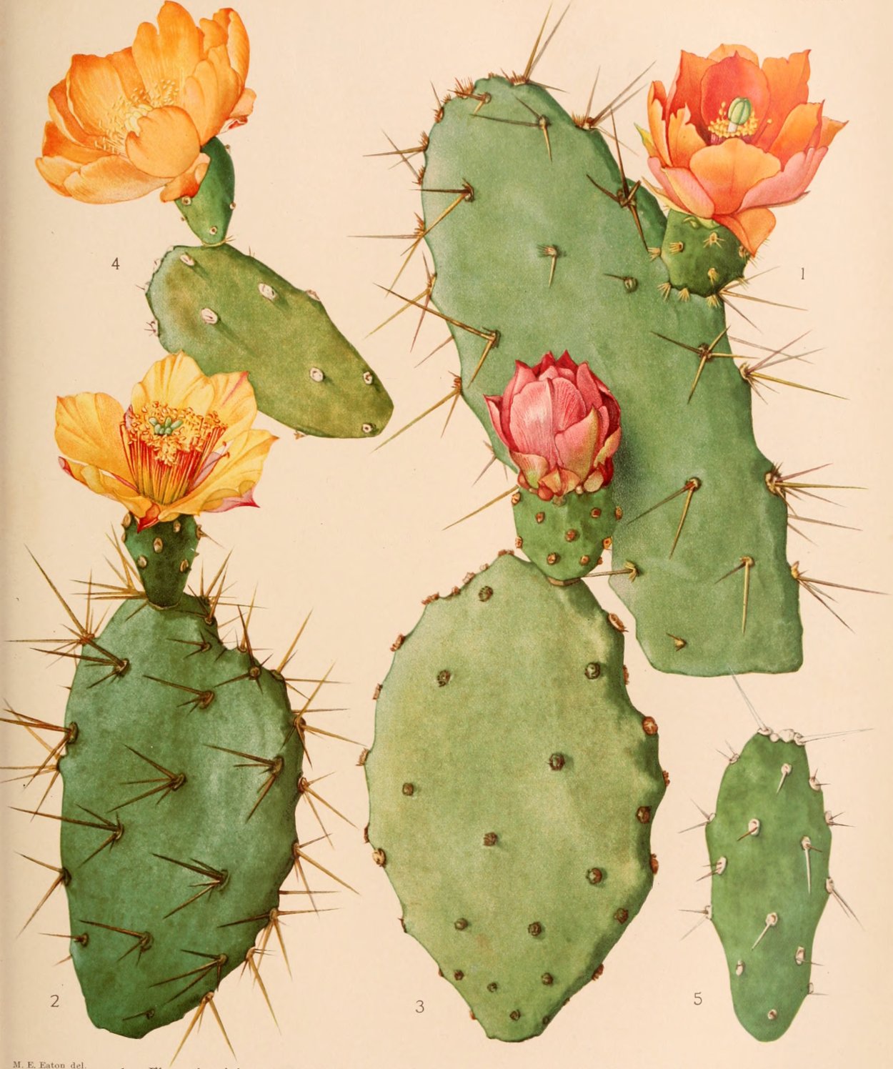 Опунция тёмноколючковая