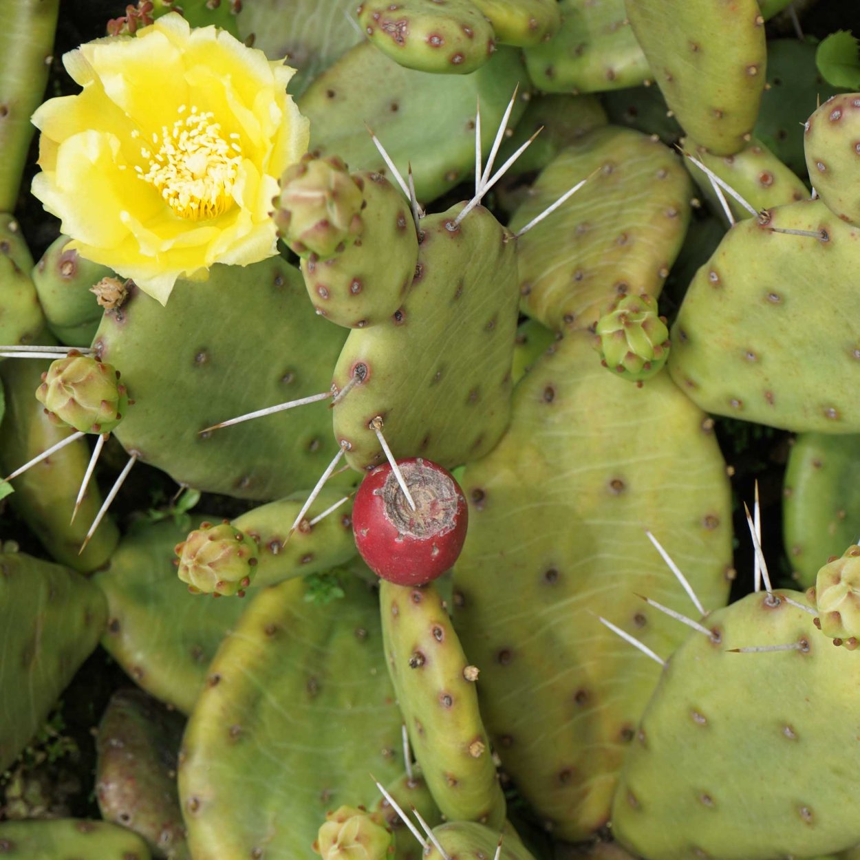 Опунция многоколючковая