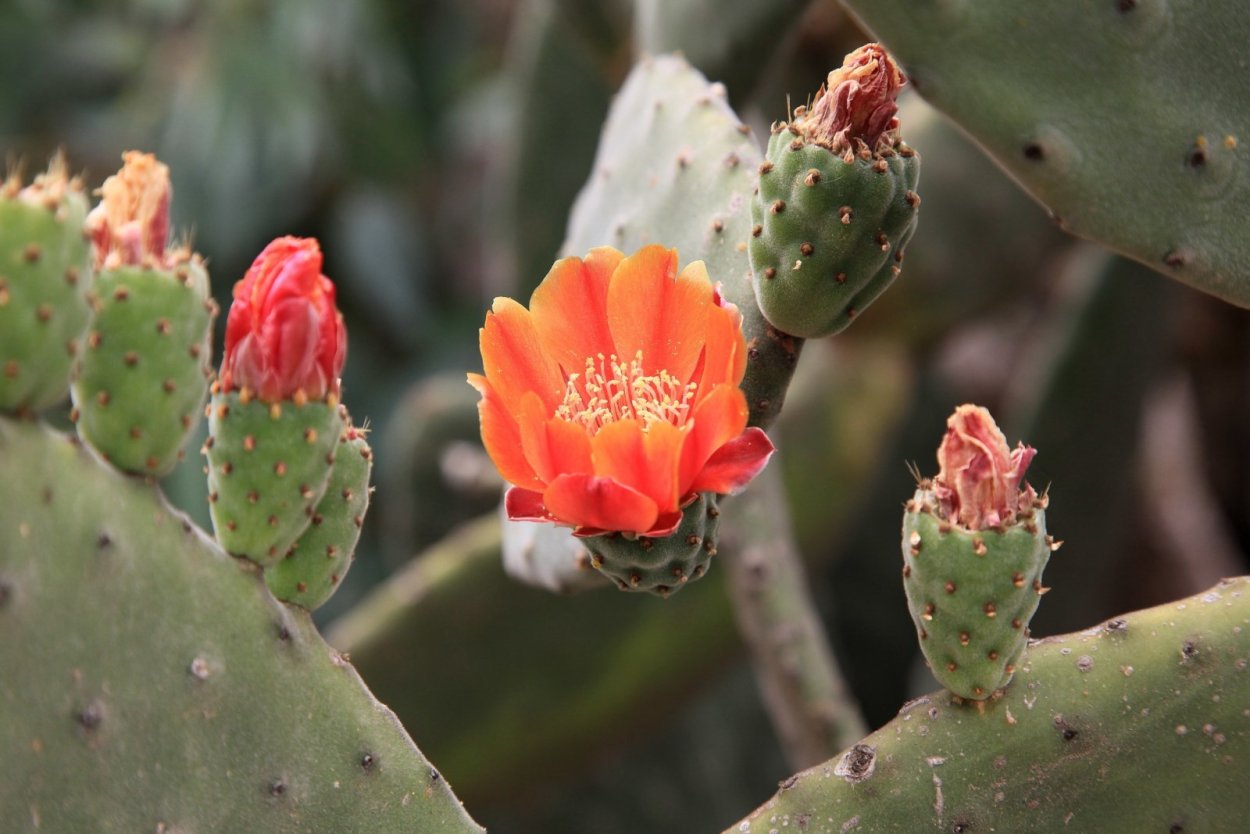 Опунция Бергера цветение